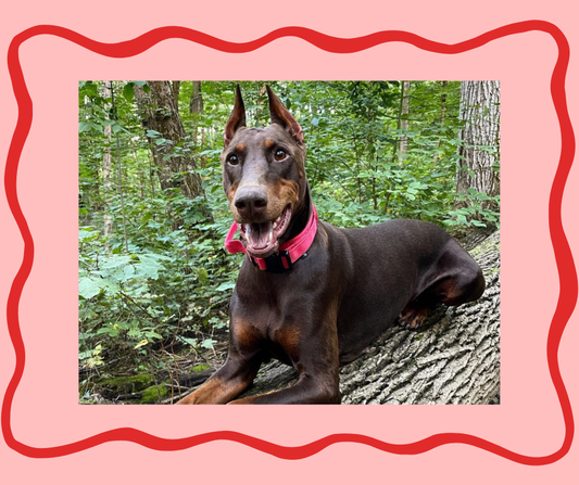 The Collar Breakdown: Choosing the Right Fit for Your Dog